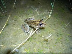 Leptodactylus macrosternum