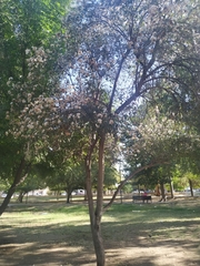 Cordia sonorae