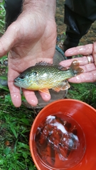 Lepomis gibbosus × cyanellus