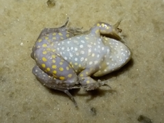 Leptodactylus pustulatus