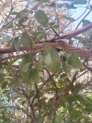 Cordia sonorae