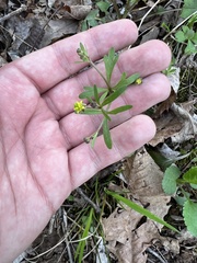Ranunculus micranthus
