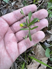 Ranunculus micranthus