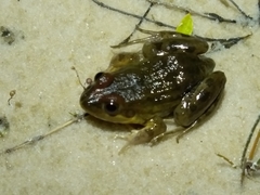 Leptodactylus pustulatus