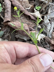 Ranunculus micranthus