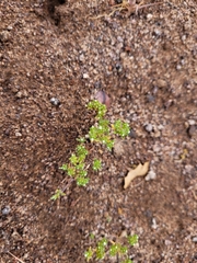 Eremocarya micrantha