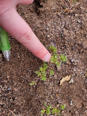 Eremocarya micrantha