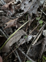 Ranunculus micranthus