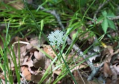 Allium fraseri