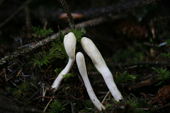 Trichoderma leucopus