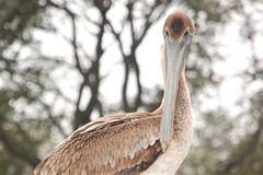 Pelecanus occidentalis