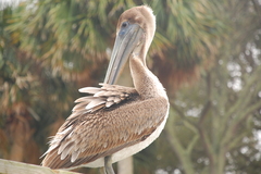 Pelecanus occidentalis