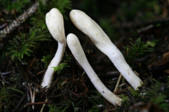 Trichoderma leucopus