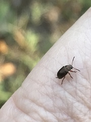 Brachypnoea lecontei