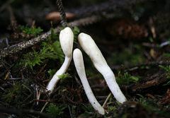 Trichoderma leucopus