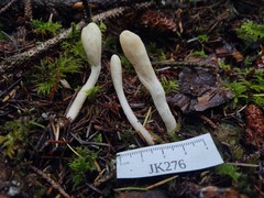 Trichoderma leucopus