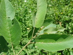 Croton blanchetianus