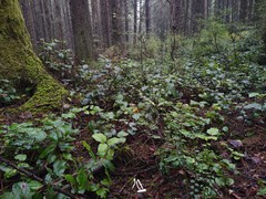 Trichoderma leucopus