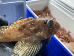Threadfin Sculpin photo 2