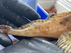 Threadfin Sculpin photo 3