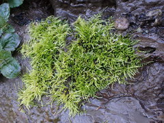 Brachythecium frigidum