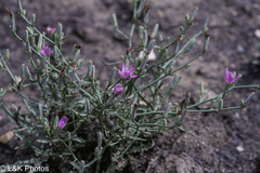 Stephanomeria runcinata