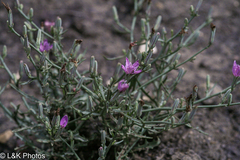 Stephanomeria runcinata