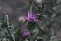 Stephanomeria runcinata