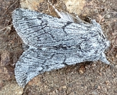 Pleromelloida conserta