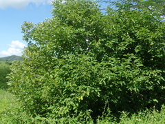 Croton blanchetianus