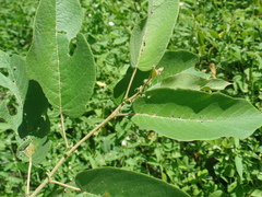 Croton blanchetianus