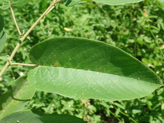 Croton blanchetianus