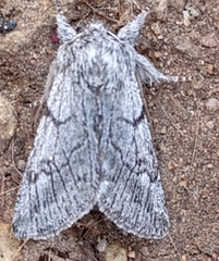 Pleromelloida conserta