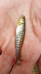 Fundulus diaphanus diaphanus
