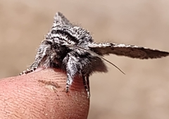 Pleromelloida conserta