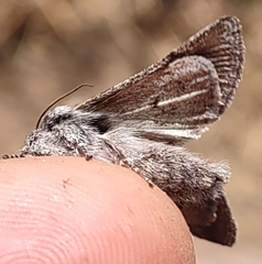 Pleromelloida conserta