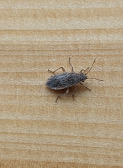 Nysius raphanus