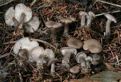 Clitocybe brunneoceracea