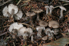 Clitocybe brunneoceracea