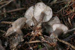Clitocybe brunneoceracea