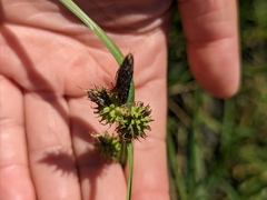 Carex serratodens
