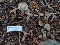 Clitocybe brunneoceracea