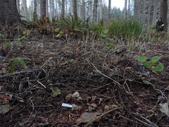 Clitocybe brunneoceracea