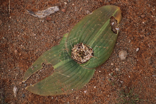 Image of Daubenya marginata by (c) Tony Rebelo, some rights reserved (CC BY-SA)