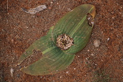 Daubenya marginata