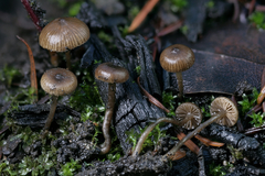 Lyophyllum anthracophilum