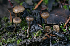 Lyophyllum anthracophilum