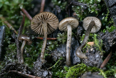 Lyophyllum anthracophilum