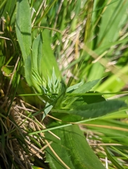 Eryngium armatum