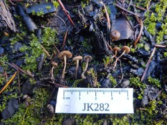 Lyophyllum anthracophilum